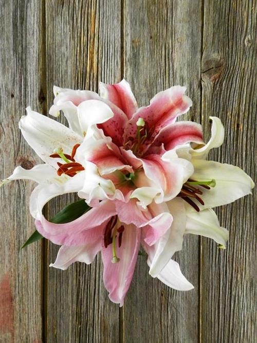 30 Stems Pinks & 30 Stems White 2-3 Blooms  Oriental Lilies